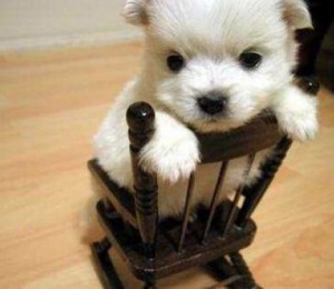 puppy chair