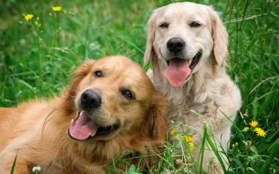 Board & Train vs Private Dog Training: Which Is Right for Your Dog?