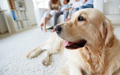 The Complete Guide to Puppy Training: Building Good Habits From Day One