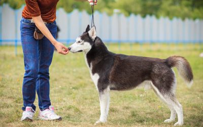 Why Dogs Develop Behavioral Problems and How Professional Training Can Help