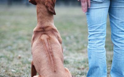 How Professional Dog Training Creates a Better Family Companion